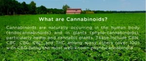 what are cannabinoids? 